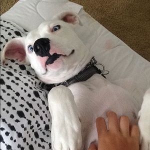 Meet your Posher, Bree